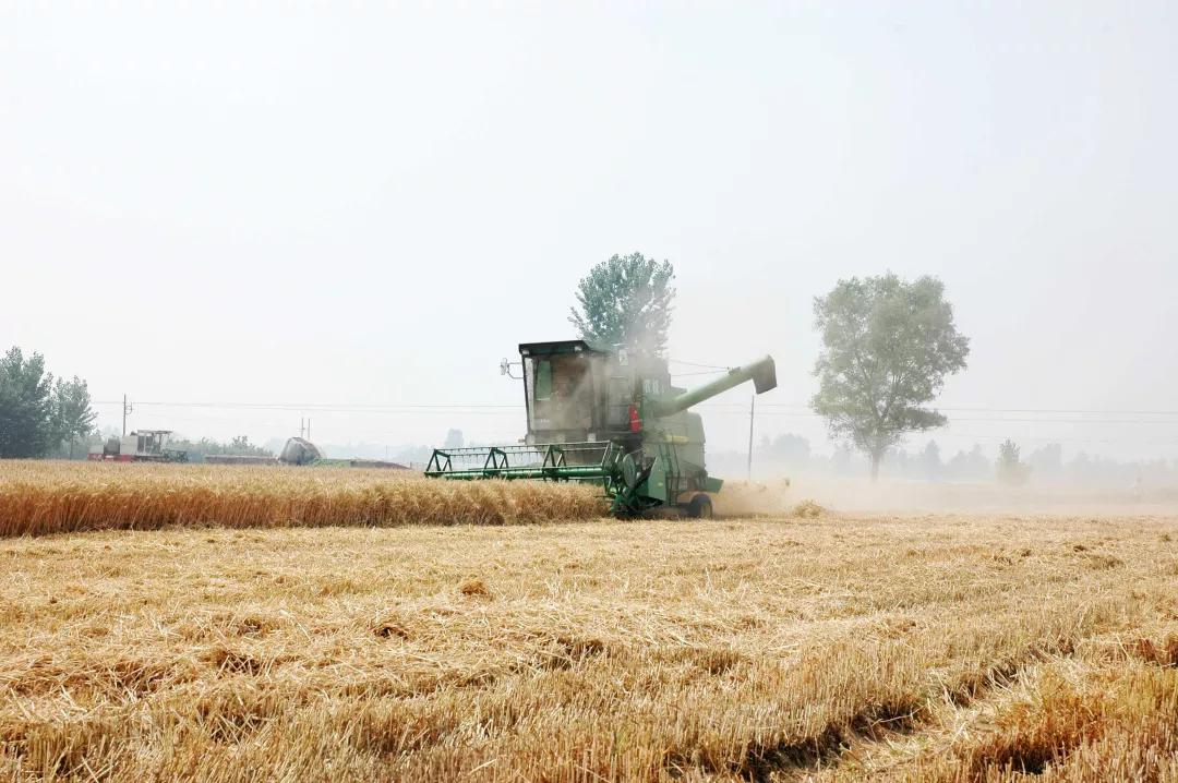 芒种代表人生的寓意,芒种时小麦是不是都收好了