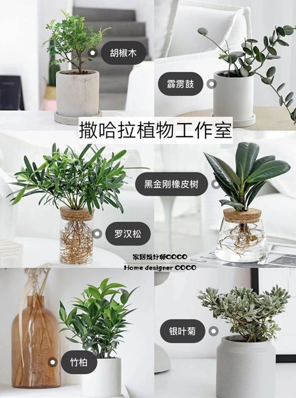 极简风格绿植店铺推荐,适合在卧室养的植物店铺