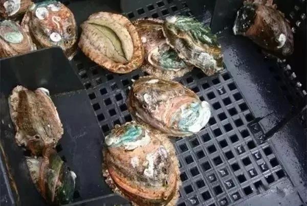 世界顶级鲍鱼菜图片,世界鲍鱼体型十大排行榜