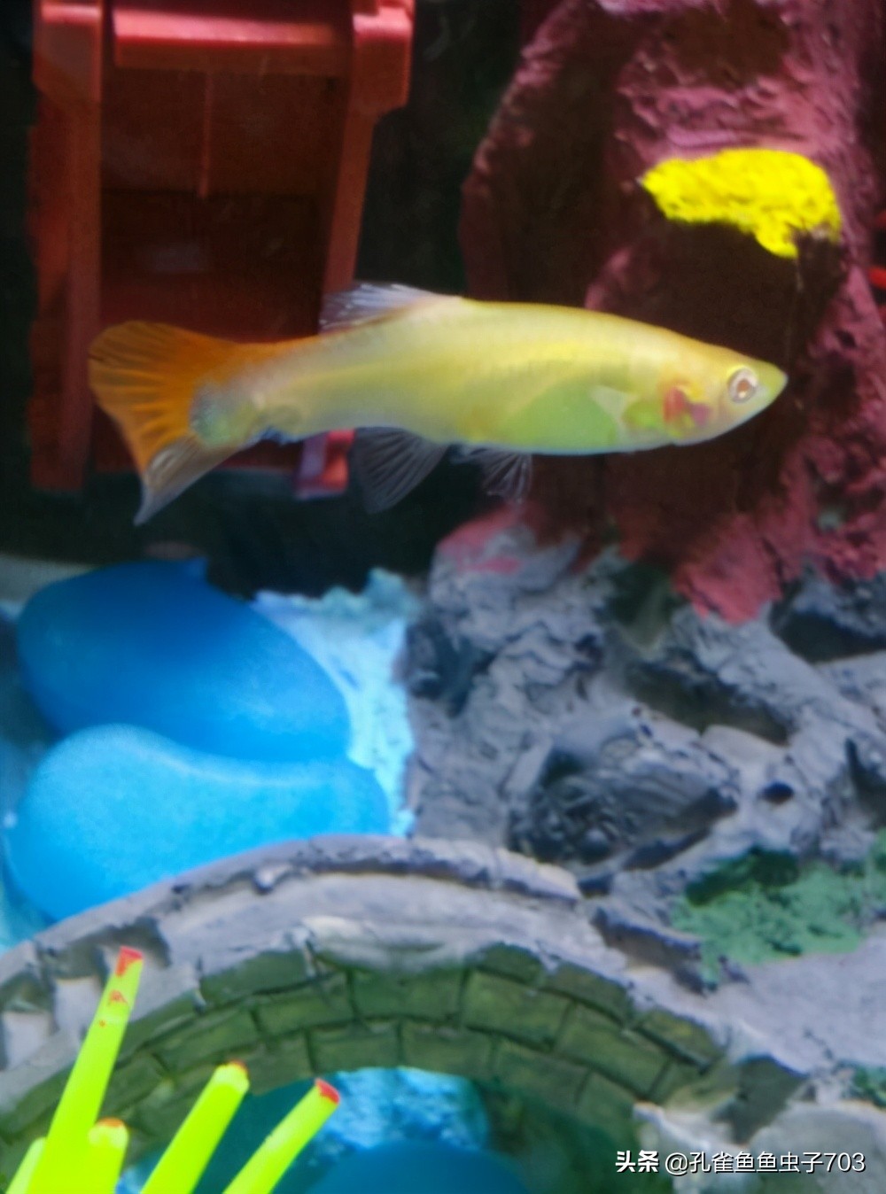 孔雀鱼生病了能自愈吗,孔雀鱼生病为啥要停食