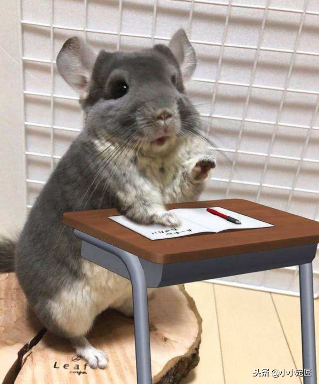 养龙猫要注意哪些事项,饲养龙猫要注意哪些事项