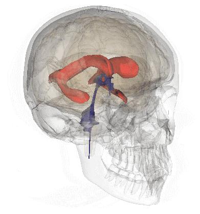完整版神经系统医学美图看一眼就可以记住