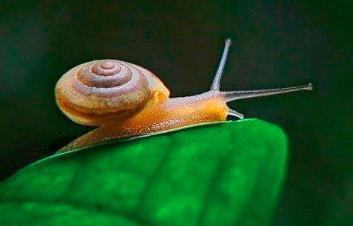 大千世界追寻神秘生物,大千世界昆虫