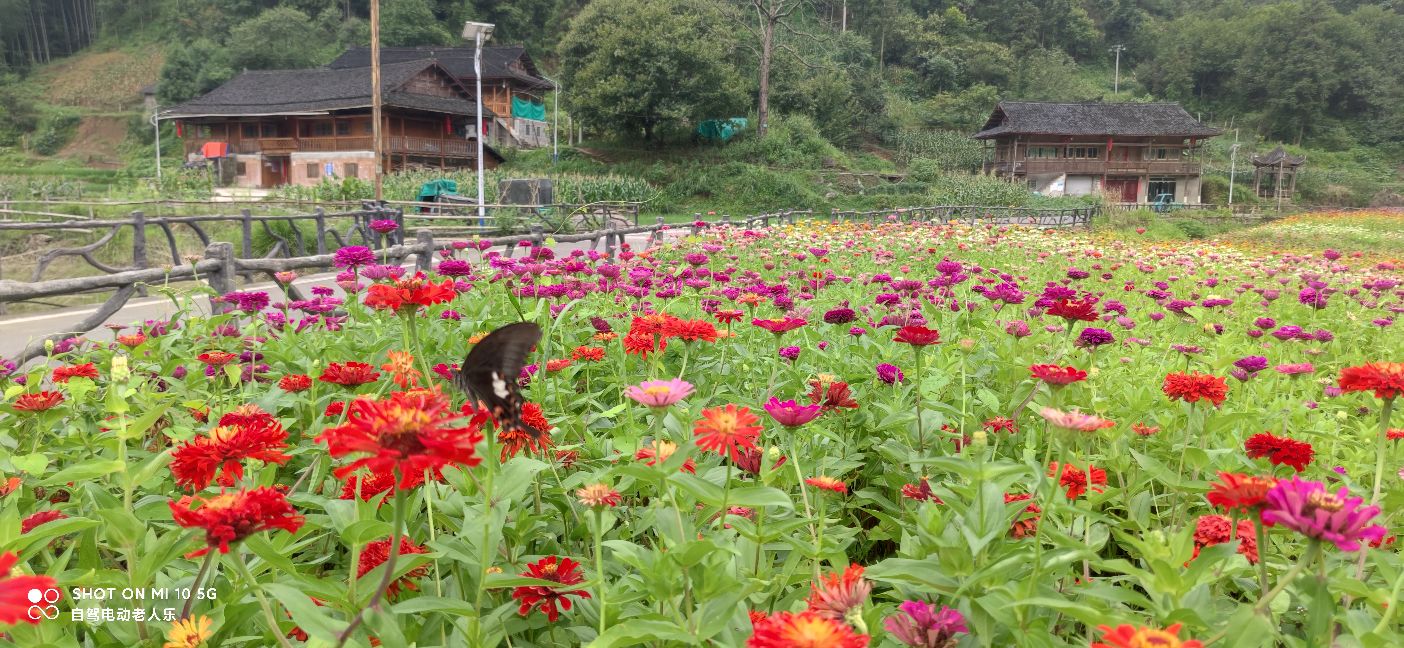 贵州麻江百日菊花海盛开,三都产蛋岩景区