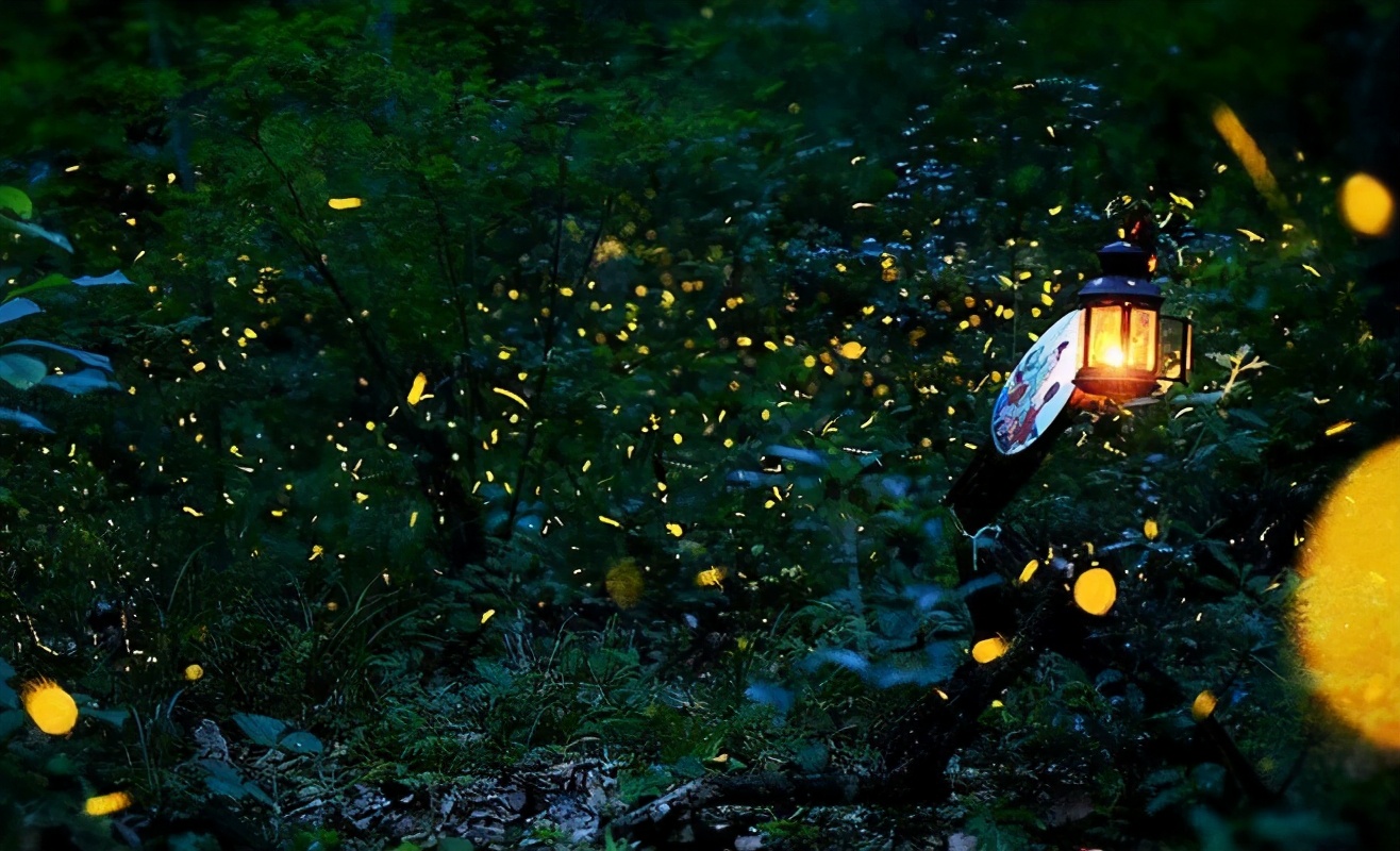 萤火虫的光寓意啥意思,萤火虫为什么会发光答案是什么