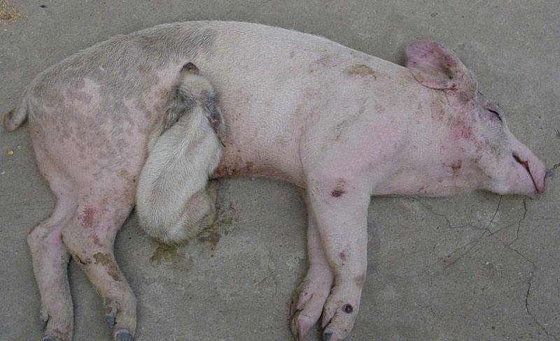 几种常见猪病治疗用药配方表,猪病诊断与防治大全