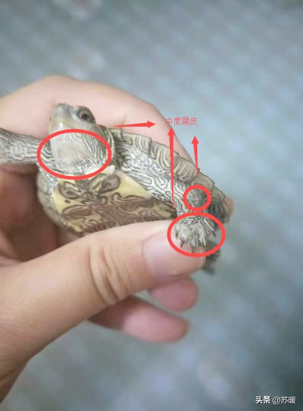 阿莫西林治疗乌龟腐皮,乌龟腐皮怎么治疗