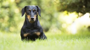 腊肠犬如何日常护理,腊肠犬怎么养得好