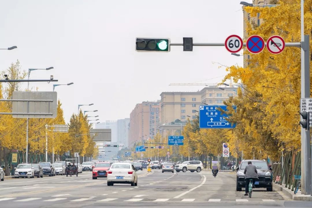 成都市区值得一去的银杏打卡,双流看银杏叶