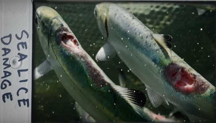 日本三文鱼寄生虫感染,三文鱼寄生虫能杀死吗