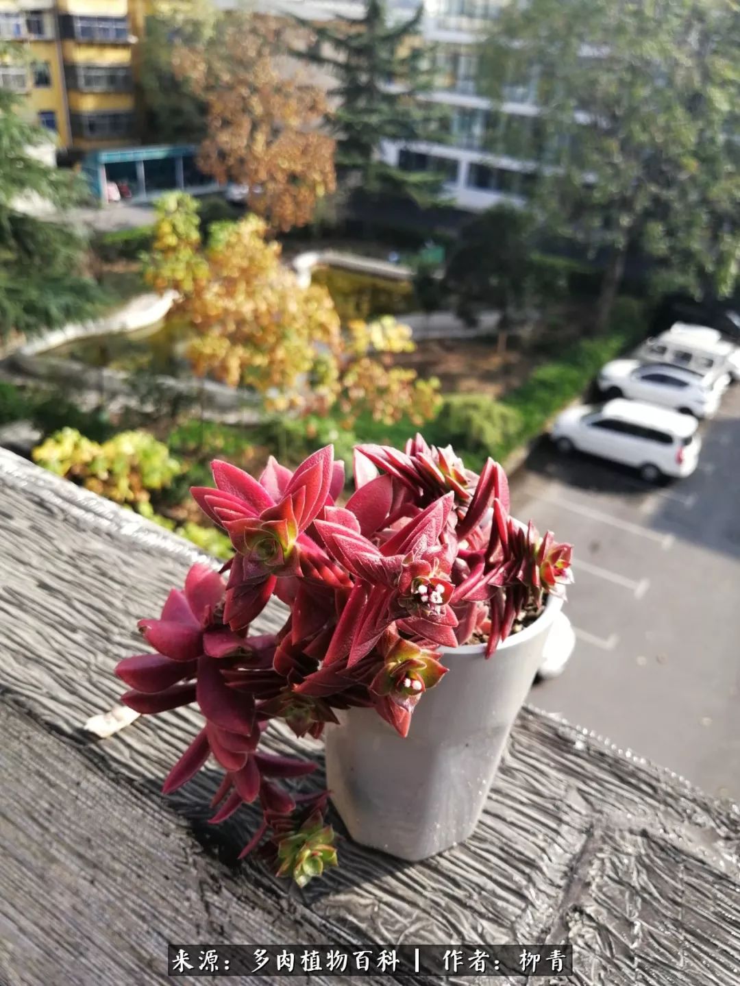 从入卡坑一个月到入卡坑三年,从入坑到现在所有品种开花图