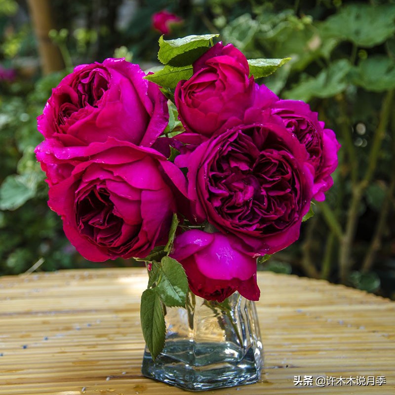 切花大全100种,鲜花大全50种花的花语