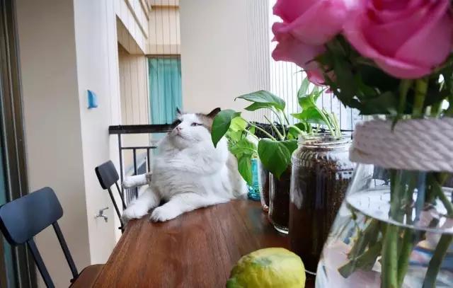 阳台的防盗网装什么样子比较好,阳台装防盗窗难看怎么办