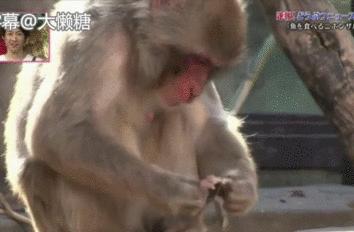 日本秃头猴子吃鱼10个月生发成功，脱发网友求购买链接