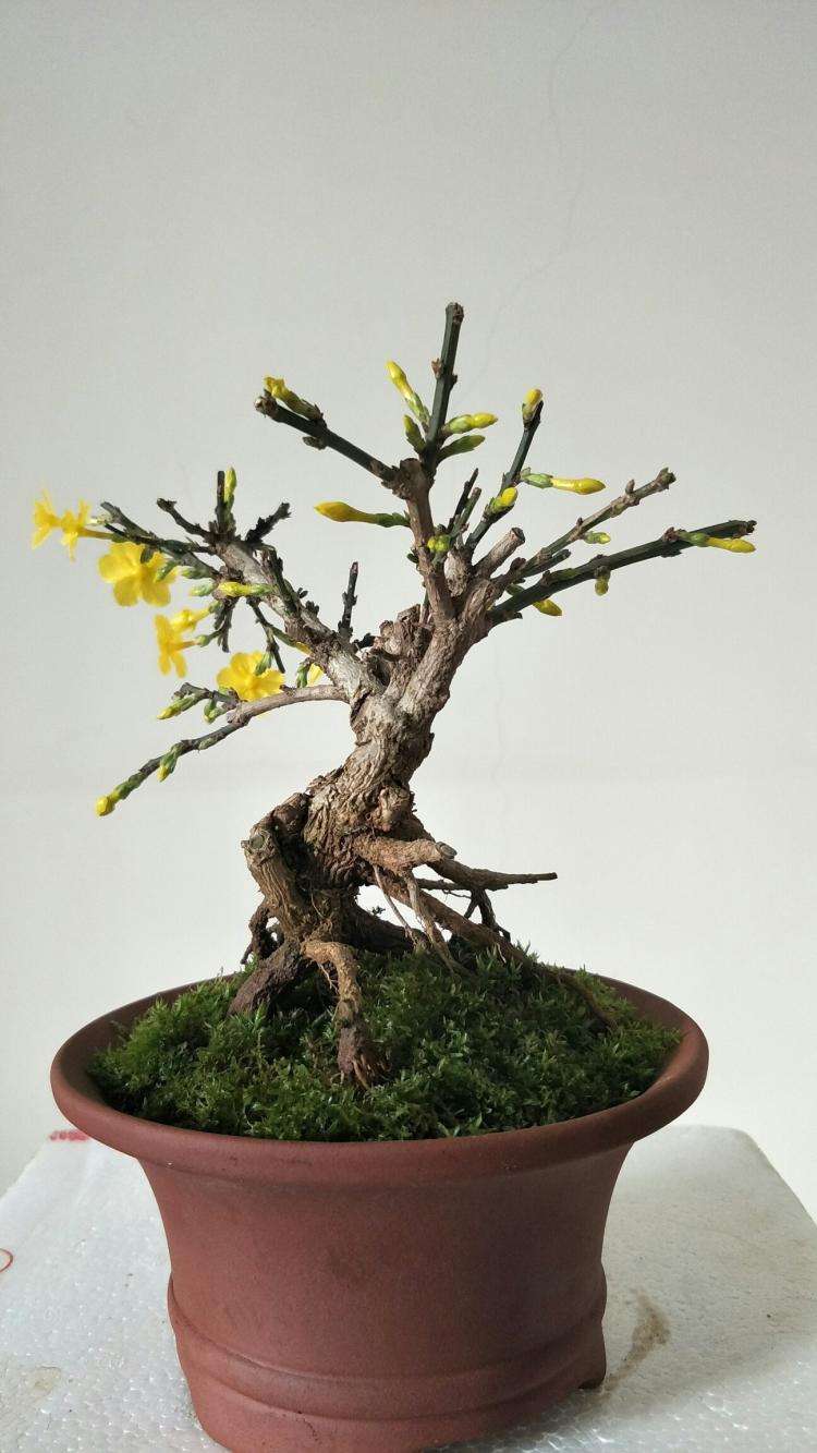 盆景掉价,为什么这几年的盆景不好卖了