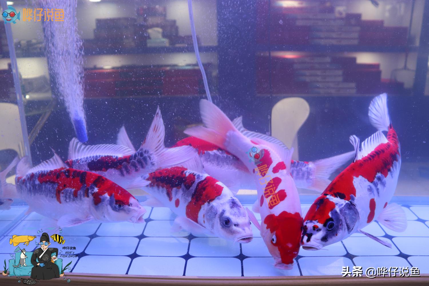 鱼缸外加滤桶好吗,鱼缸需要滤桶吗