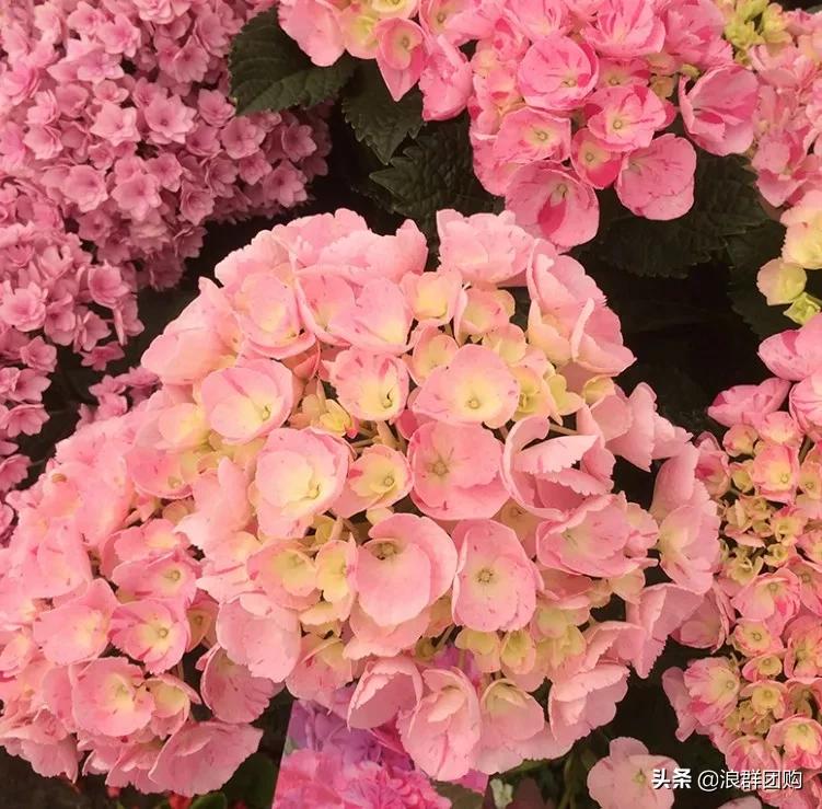十种好看的绣球,最好看的绣球花视频