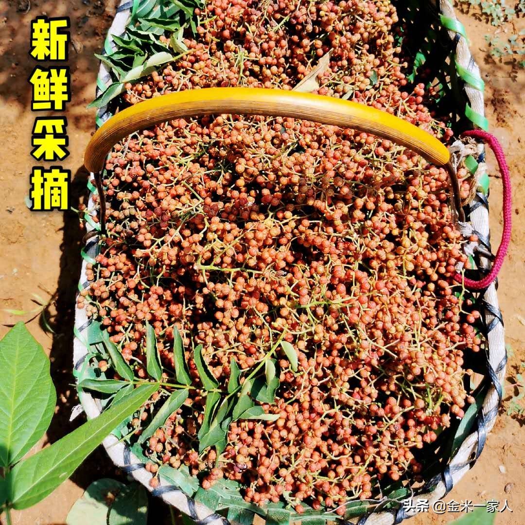 花椒好吃但是摘花椒也辛苦,教给大家采摘花椒的小技巧