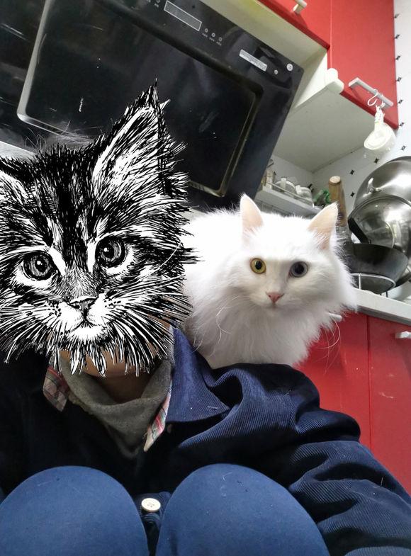 猫咪太粘你,猫咪太粘人了图片大全