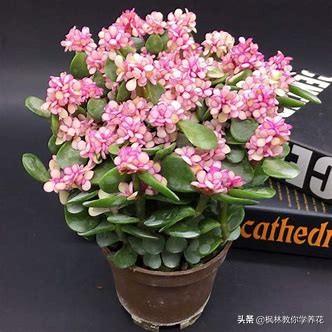 雅乐之舞怎样养叶片肥厚,雅乐之舞小苗怎么养才能长得快