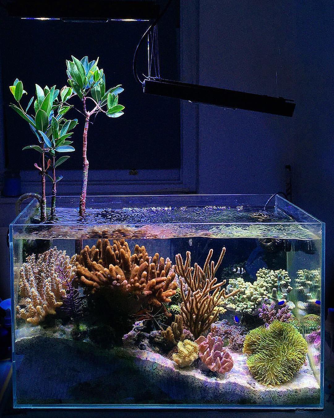 草缸开缸怎么快速建立硝化系统,鱼缸和草缸硝化系统哪个培养得快