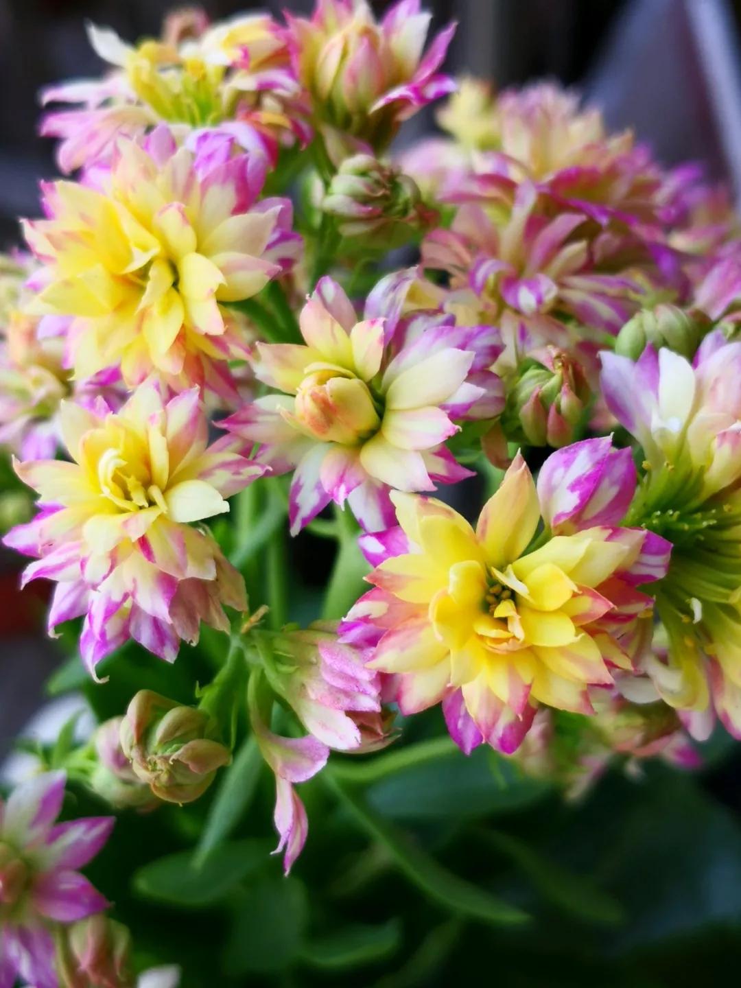 长寿花，寓意好、开花漂亮，花期长，品种多达300个