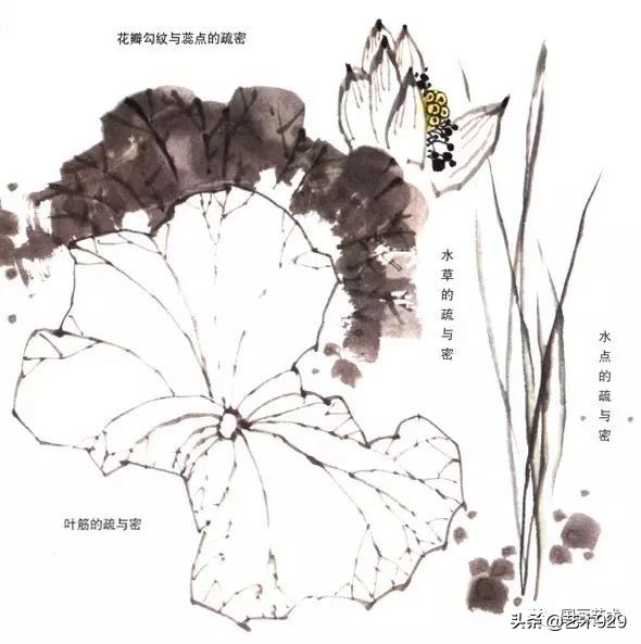 荷花的画法和步骤图解,最简单的荷花画法一学就会