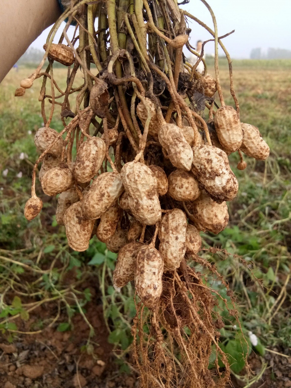 花生出苗后枯萎怎么办,花生种子腐烂什么原因