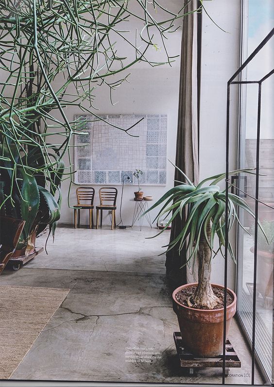 室内除甲醛最好的植被,室内植被存活率高的有哪些