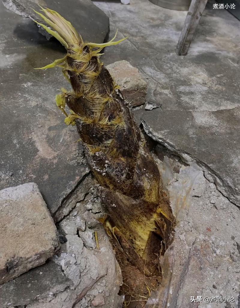 湖南女教师宿舍长出4米高竹笋,湖北女教师宿舍长出竹笋