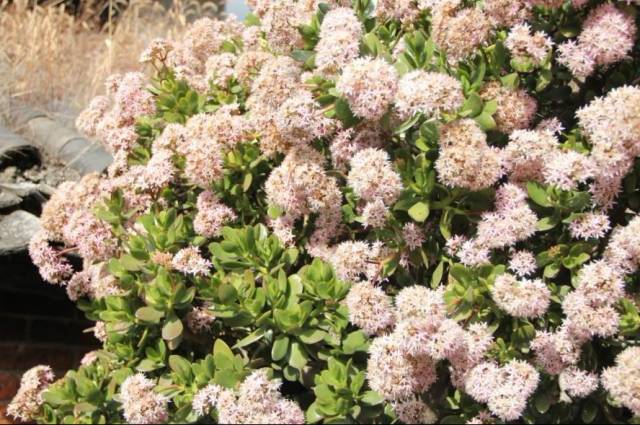 养芦荟变粗的技巧,芦荟玉树养殖方法