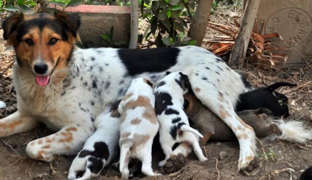 闲鱼买卖狗狗靠谱吗,闲鱼上卖的狗狗靠谱吗