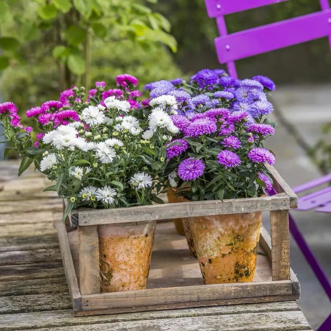 4种花适合秋天养漂亮又好养,庭院养花就养3种花开花多