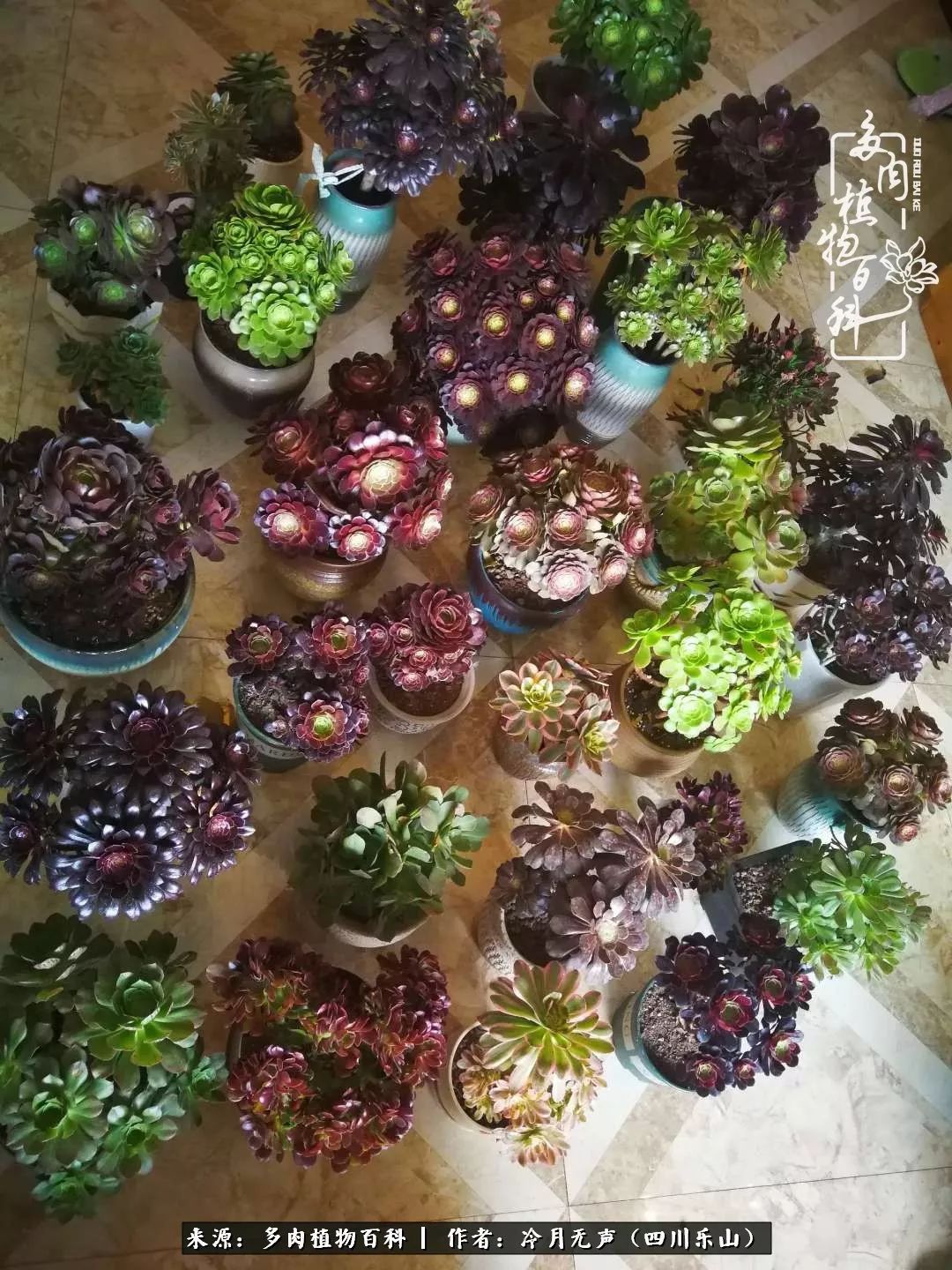 时光见证多肉故事,关于多肉的故事