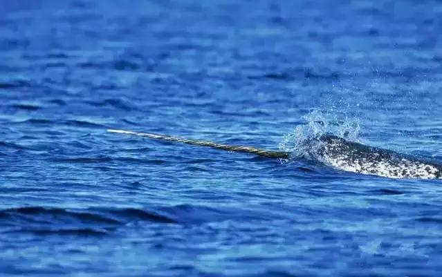 新手推荐的几种文玩,这九种文玩不能碰