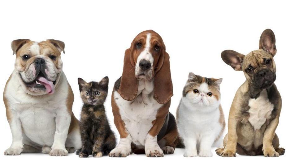 怎样给狗狗取名字更有意义,狗狗取名叫黄瓜