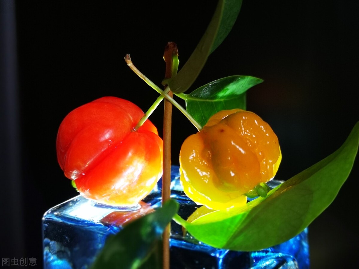 盆栽观果植物有哪些,观果植物具备哪些特征