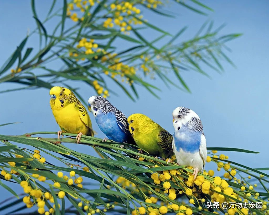 常见的宠物鸟种类有哪些名字,十大宠物鸟排行榜