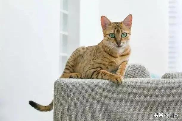 猫咪分离焦虑症的表现,猫咪分离焦虑是怎么形成的