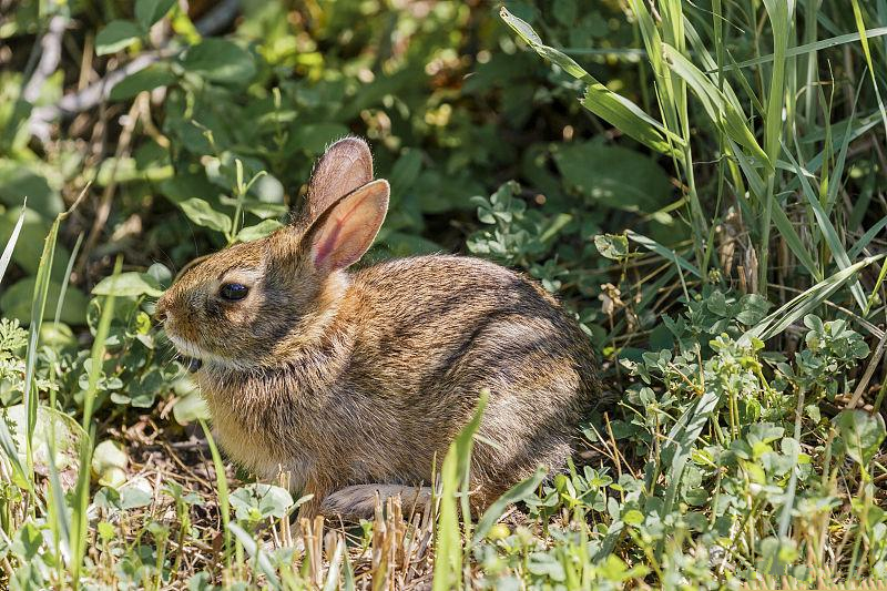 养殖兔兔用什么补钙最好,养兔基本常用的营养药物