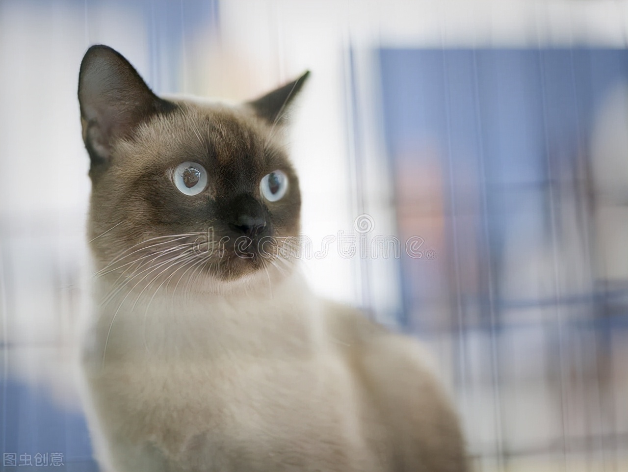 猫得了黄疸死的几率多大,猫黄疸消退只用四招