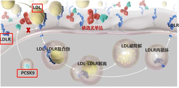 联合用药,助力冠心病患者低密度脂蛋白(LDL)尽早达标