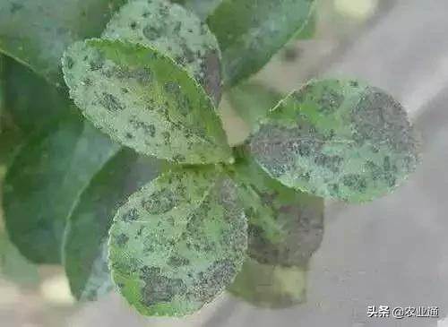 家庭防治虫害的最佳方法,自制蔬菜种植除虫小妙招