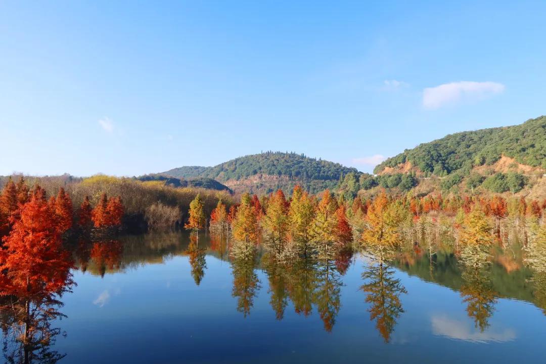 昆明甸尾村的水杉真的太美了,昆明甸尾水杉林网红打卡地