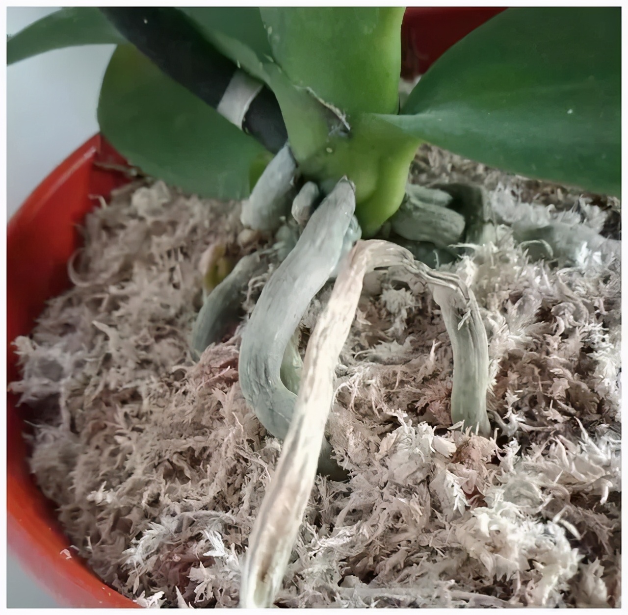 兰花肉根干枯怎样处理,蝴蝶兰肉根黑了