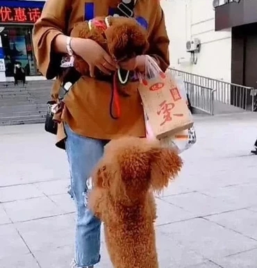 泰迪想要小一点的该怎么选,泰迪想攻击主人怎么驯服