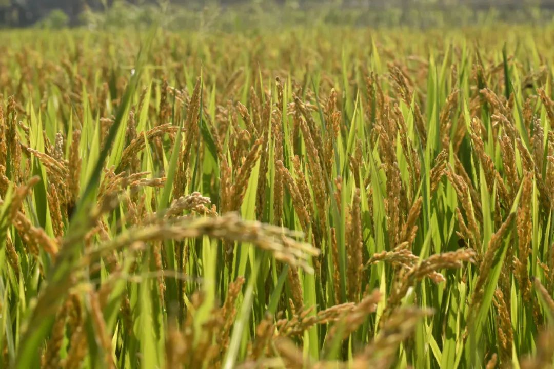 杭州的秋天随处可见都是美景,杭州西溪湿地美成调色盘