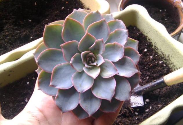 多肉蓝石莲叶片蔫蔫的是怎么回事,给蓝石莲多肉施肥施多了会怎么样