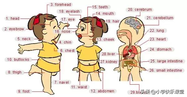 21类生活中常用的英语词汇图!快收藏起来吧
