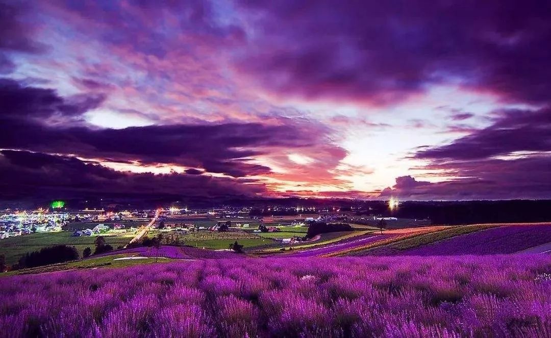 No.178永恒之花续写青春再生传说——蜡菊眼霜+面膜